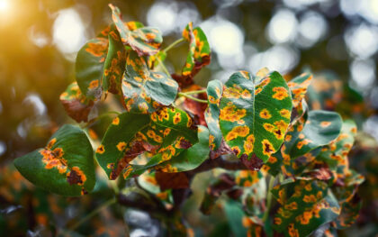 Pear trees fisease, rust spot on leaves. Fruit tree infected with fungus, yellow rust. Fruit plant disease. Pear leaf with Gymnosporangium sabinae infestation. Rust on plants, prevention trees disease